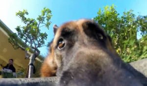Ce chien refuse de rendre la GoPro... Tellement drole