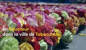 Insolite : les roses de Tabacundo