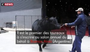 Argentine : un taureau baptisé  «Mbappé»