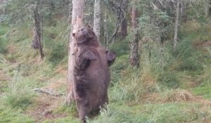 Il filme un grizzly énorme à Brooks Falls