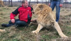 Il s'amuse avec ses lions comme si c'était des chats... Courageux