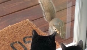 Un écureuil s'amuse à narguer des chats...