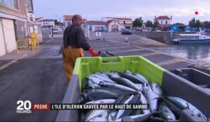 Pêche : l'île d'Oléron sauvée par le haut de gamme