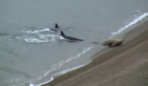 Ces 2 orques viennent jusque sur la plage pour attraper un lion de mer