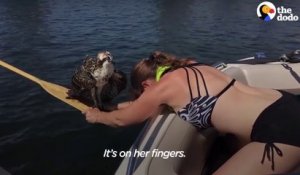 Cette femme courageuse sauve un balbuzard sur le point de se noyer