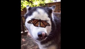 La réaction adorable d'un husky avec un papillon sur la tête