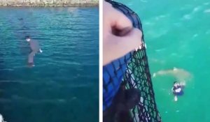 Un marin saute d'un navire et se retrouve juste à côté d'un requin qui tente de le mordre