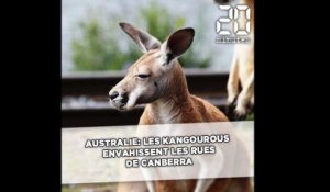 Australie: Les kangourous envahissent les rues de Canberra