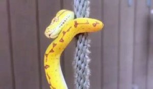 Meilleur gymnaste ! Ce serpent a une technique impressionnante pour monter à la corde !