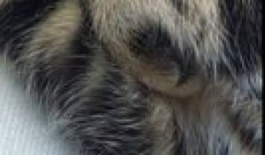 Un Chat Fait La Toilette De Son Ami Le Chien Sur Orange Videos