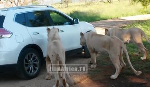 Une lionne vient ouvrir la portiere d'une voiture en plein safari