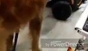 Un jeune handicapé privé de son chien d'assistance dans un Carrefour de Toulouse: Découvrez la vidéo qui fait polémique