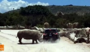 Un rhinocéros en rut attaque une voiture (Mexique)