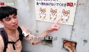 Des chiens passent leur tête dans un mur au Japon