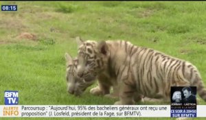 Deux petits tigres blancs font leurs premiers pas en Chine