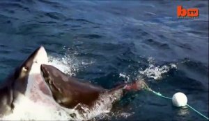 Un grand requin blanc en dévore un autre sous les yeux des touristes