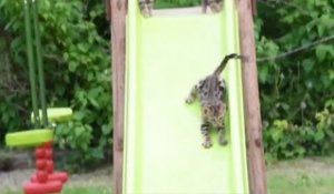 Des bébés chats s'éclatent en faisant du toboggan !