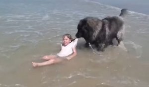 Un chien sort une fillette de l'eau (Normandie)