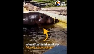 Un hippopotame aide un caneton à retrouver sa maman.. Adorable