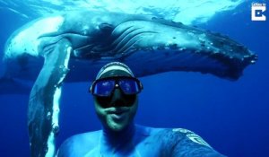 Il prend un selfie mythique de sa vie avec une baleine géante