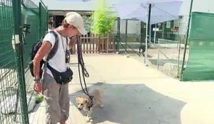 SPA: les chatons premières vicitmes des abandons de l'été