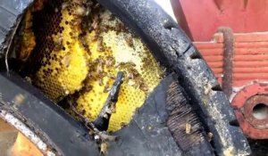 Il trouve un énorme nid d'abeille dans un pneu de camion...