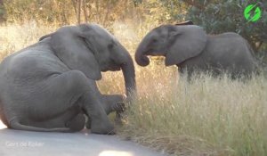 Ces touristes tombent sur 2 jeunes éléphants qui jouent au milieu de la route