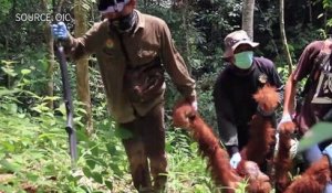 Indonésie: sauvetage d'un orang-outan, espèce menacée