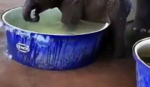 Un éléphanteau qui adore prendre son bain
