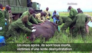 Mort de 11 rhinocéros: autopsie d'un fiasco kényan