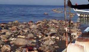 Des centaines de tortues retrouvées mortes au large du Mexique