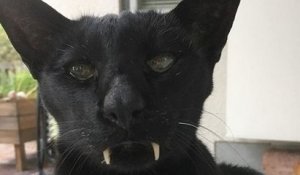 Un chat-vampire