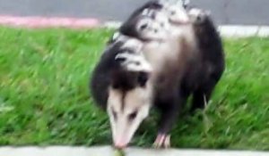 Cette maman opossum transporte tout ses petits sur le dos