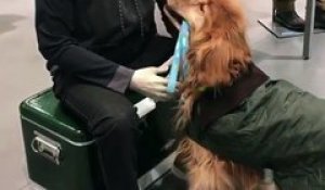 Ce chien a confondu son maître avec un mannequin