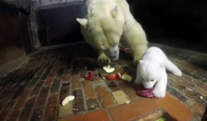 Cet ours polaire et son petit sons adorables