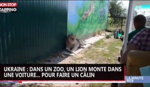 Ukraine : dans un zoo, un lion monte dans une voiture... pour faire un câlin (vidéo)