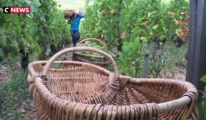 Vendanges : la méthode ancestrale du panier en osier - 08/09/2018