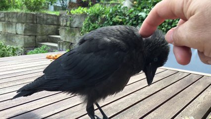 Cette Corneille Adore Les Calins Trop Mignon Sur Orange Videos