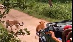 Un chien se fait surprendre par un Léopard