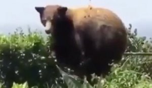 Un chien vire un ours de son jardin