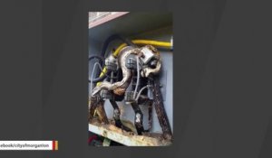 Un énorme serpent s'est retrouvé coincé dans un transformateur electrique... Grillade