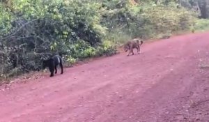 Une panthère noire et un jaguar filmés ensemble sur un chemin au brésil... Magnifique
