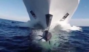 Un dauphin fait la course avec un bateau... Magnifique