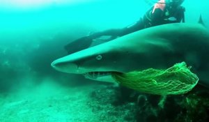 Des plongeurs prennent des risques pour sauver un requin
