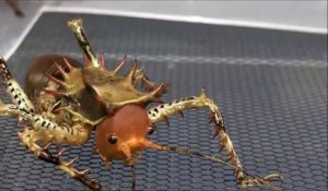 Ces Crickets carnivores sont terrifiants et surréalistes