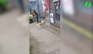 Un chien pense pouvoir rentrer avec son gros baton