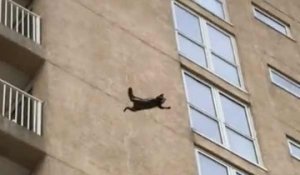 Un raton laveur fait une énorme chute après avoir grimpé sur un immeuble