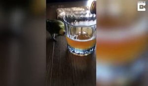 Une perruche veut boire une bière