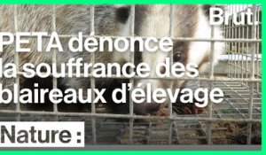 PETA dénonce les conditions d'élevage des blaireaux en Chine