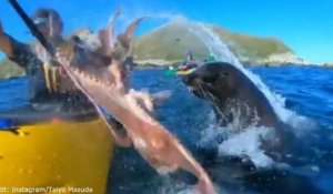 [vidéo] Le kayakiste, l'otarie et la pieuvre : collision en Nouvelle-Zélande